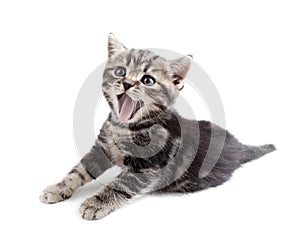 Yawning striped Scottish kitten lying