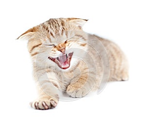 Yawning striped Scottish kitten lying isolated