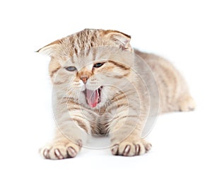 Yawning striped Scottish kitten lying isolated