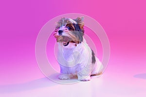 Yawning. Studio image of cute little Biewer Yorkshire Terrier, dog, puppy, posing over pink background in neon light