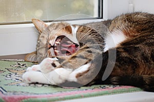 Yawning tabby cat lying on the windowsill at morning