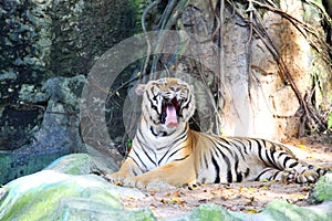 Yawning tiger feel sleepy in Thailand