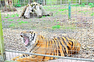 yawning tiger in zoo or nature centre