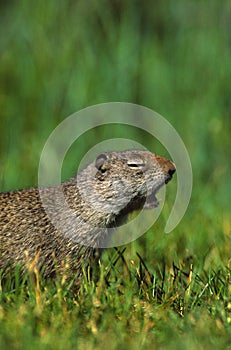 Yawning Uinta Ground Squirrel photo