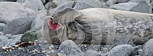 Yawning Weddell Seal with gesture of flipper at open mouth on coastline of Antarctic Peninsula.