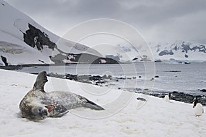 Yawning Weddell Seal with Penguins, Antarctica