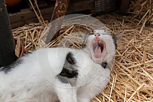 Yawning white and black cat on hay