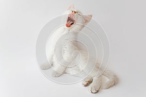 Yawning white cat