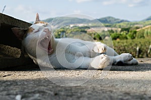 Yawning white cat