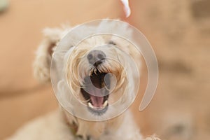 Yawning White Poodle Dog showing the teeth