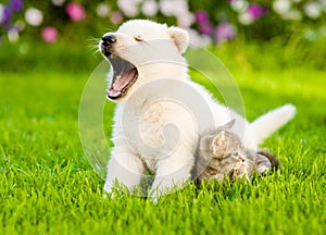 Yawning White Swiss Shepherd`s puppy and kitten sitting together photo