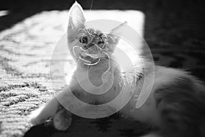 Yawning widely kitten rest on the sunny carpet. Funny domestic animals. Cat yawns. BW photo