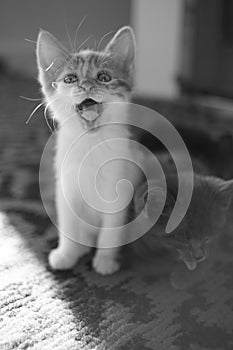 Yawning widely kitten in sunny room. Funny domestic animals. Cat yawns. BW photo