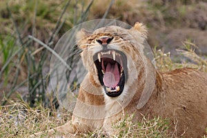 Yawning young lion