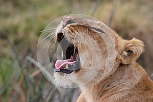 Yawning young lion