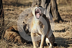 Yawning young lion