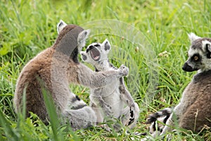 A young ring tailed lemur yawning
