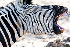 Yawning Zebra