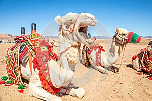 Yawning Ñ€arnessed riding camel resting in the desrt, Al Ula