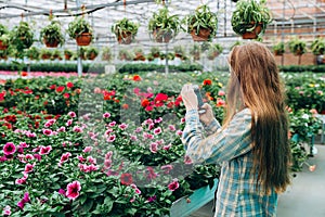 YBeautiful long-haired girl makes a photo on the phone in the greenhouse. Photographs petunias.