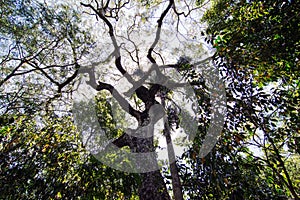 Ybira Pita Peltophorum dubium Tree in Misiones Province Rainforest