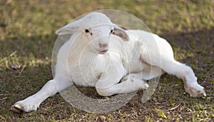 YBright white and young katahdin sheep lamb resting