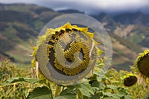Sunflower Jack O`lantern in a field of sunflowers in Central Maui.