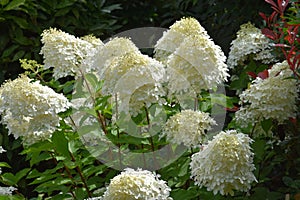 Hydrangea paniculata or limelight flower photo