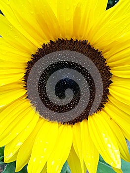 Yeallow sunflower background