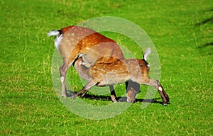 Yeanling sucking milk