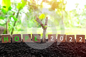 Year 2022 hope and spring concept. Plant growing on soil at sunrise.