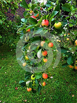 This year the  apple tree in my garden was full of fruit
