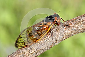 17 Year Cicada (Magicicada)