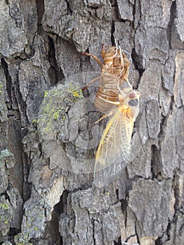 17 Year Cicada Metamorphous