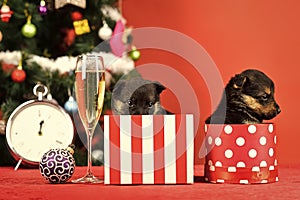 Year of dog, holiday celebration with champagne in wine glass.