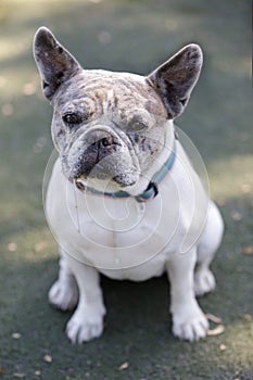 2-Year-Old Blue Merle White Tan Pied French Bulldog Female Puppy Sitting and Slobbering