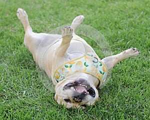 6-Year-Old French Bulldog Male Rolling Over and Goofing Off photo