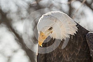 North American Bald Eagl Head Shot