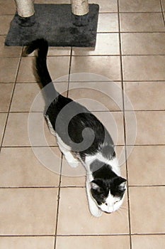 2 Year Old Male Domestic Shorthair (Bicolor Black & White)