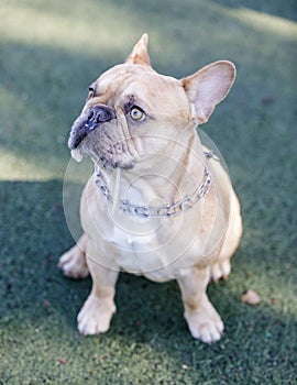 1-Year-Old merle tan and white tricolor male French Bulldog slobbering.