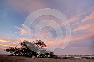 Tree of life and dramatic cloud during sunset, Bahrain