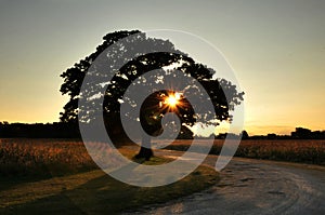 THe 100 year old Oak Tree