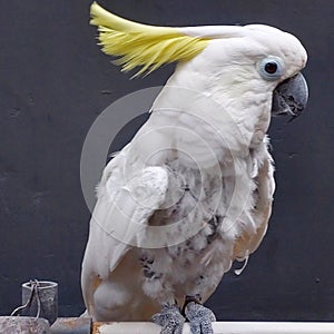 40 year old parrot, feathers start to fall out