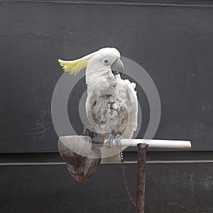 40 year old parrot, feathers start to fall out