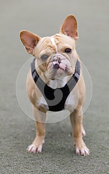 2-Year-Old tan female Frenchie with butterfly splotchy nose with mix of black and pink pigments photo