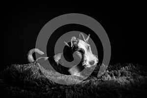 Wire fox terrier in the studio in monochrome