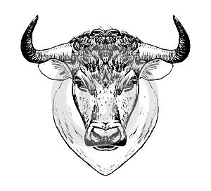 Year of the Ox, taurus zodiac sign, muzzle of a bull, farm animal. Isolated Vector illustration, line logo, tattoo