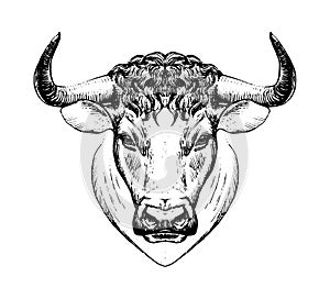 Year of the Ox, zodiac sign Taurus, bull s face, farm animal. Isolated illustration, line logo, stylization of tattoo