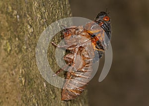 17-year periodical cicada emerging from shell