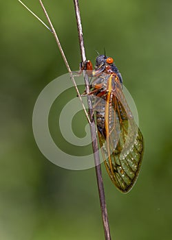 17-year periodical cicada photo